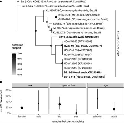 Serum Proteomics Identifies Immune Pathways and Candidate Biomarkers of Coronavirus Infection in Wild Vampire Bats